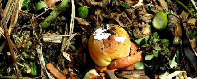 Wöchentliche Leerung Biotonne